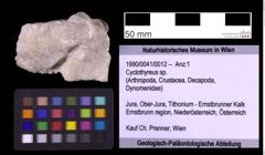 Foto (Objekt + Etiketten) von Cyclothyreus sp. (NHMW-GEO-1990-0041-0012)